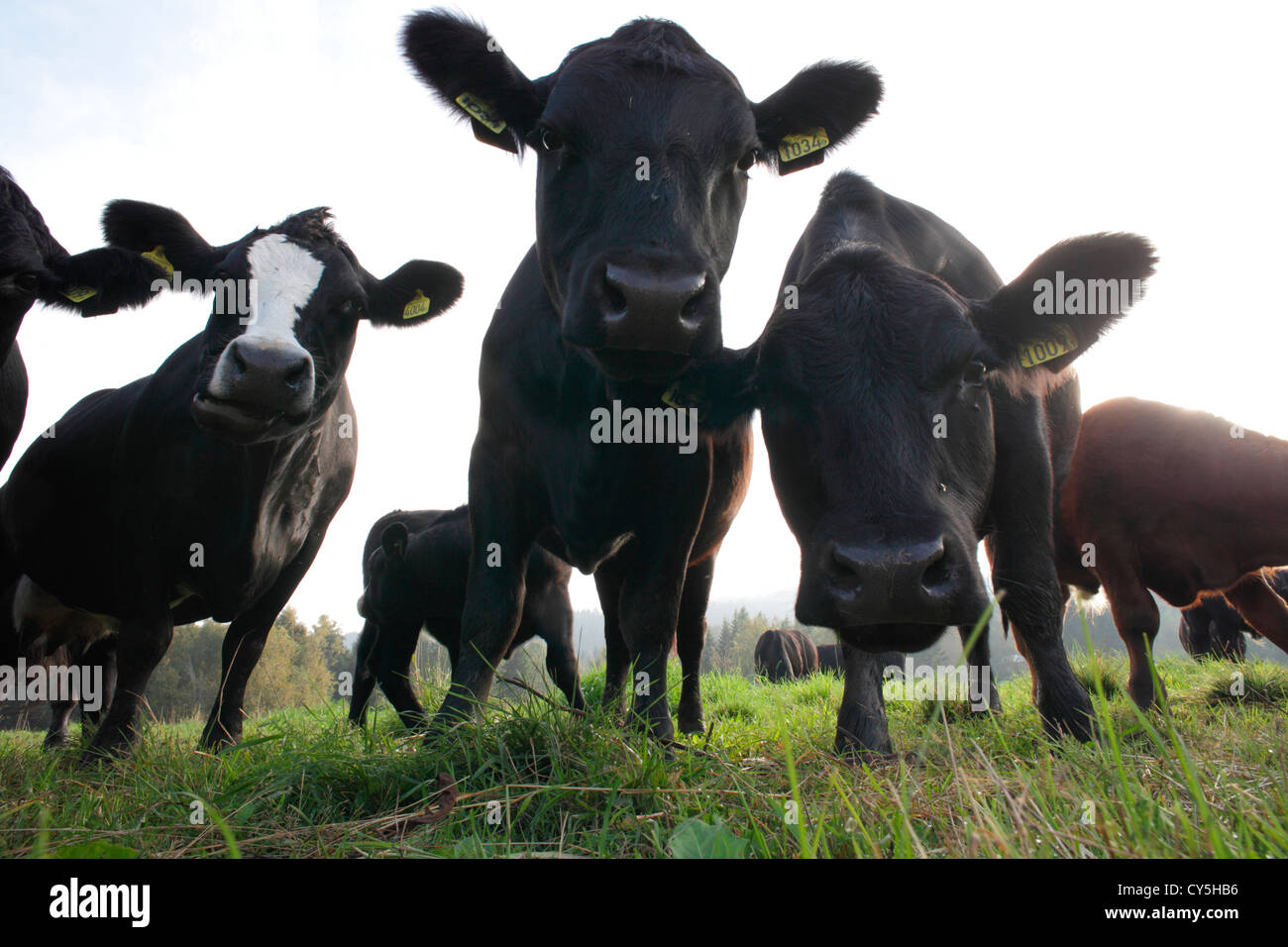 Curious cows on their pasture Stock Photo