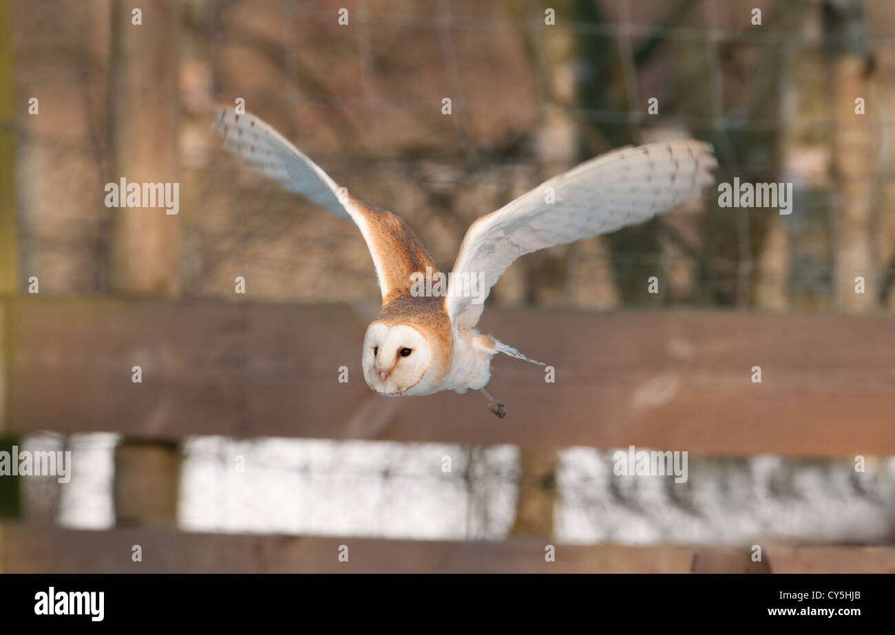 BARN OWL Tyto alba IN FLIGHT WITH URBAN BACKGROUND. UK Stock Photo