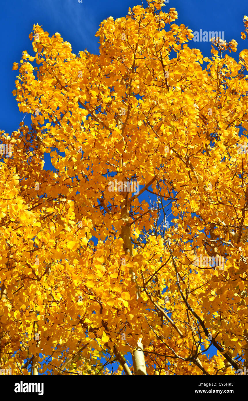 Fall leaves blowing in the wind. Stock Photo
