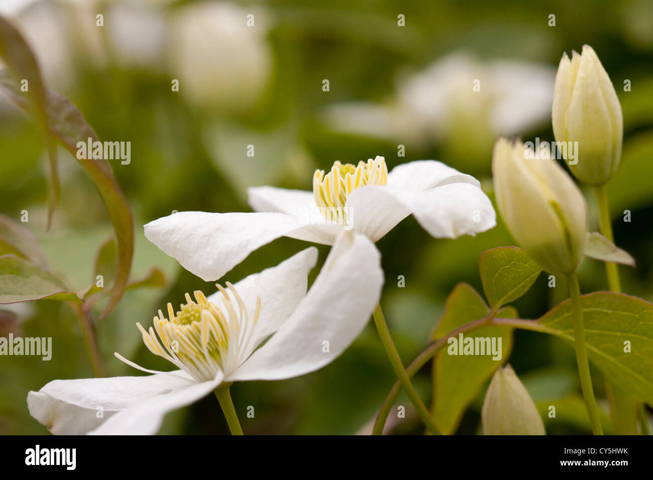 white clematis flowers Stock Photo Alamy