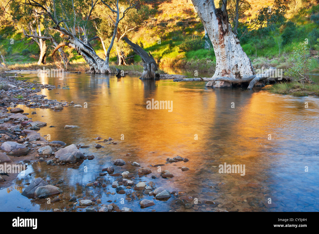 Morning reflections on Ellery Creek after good rain. Stock Photo