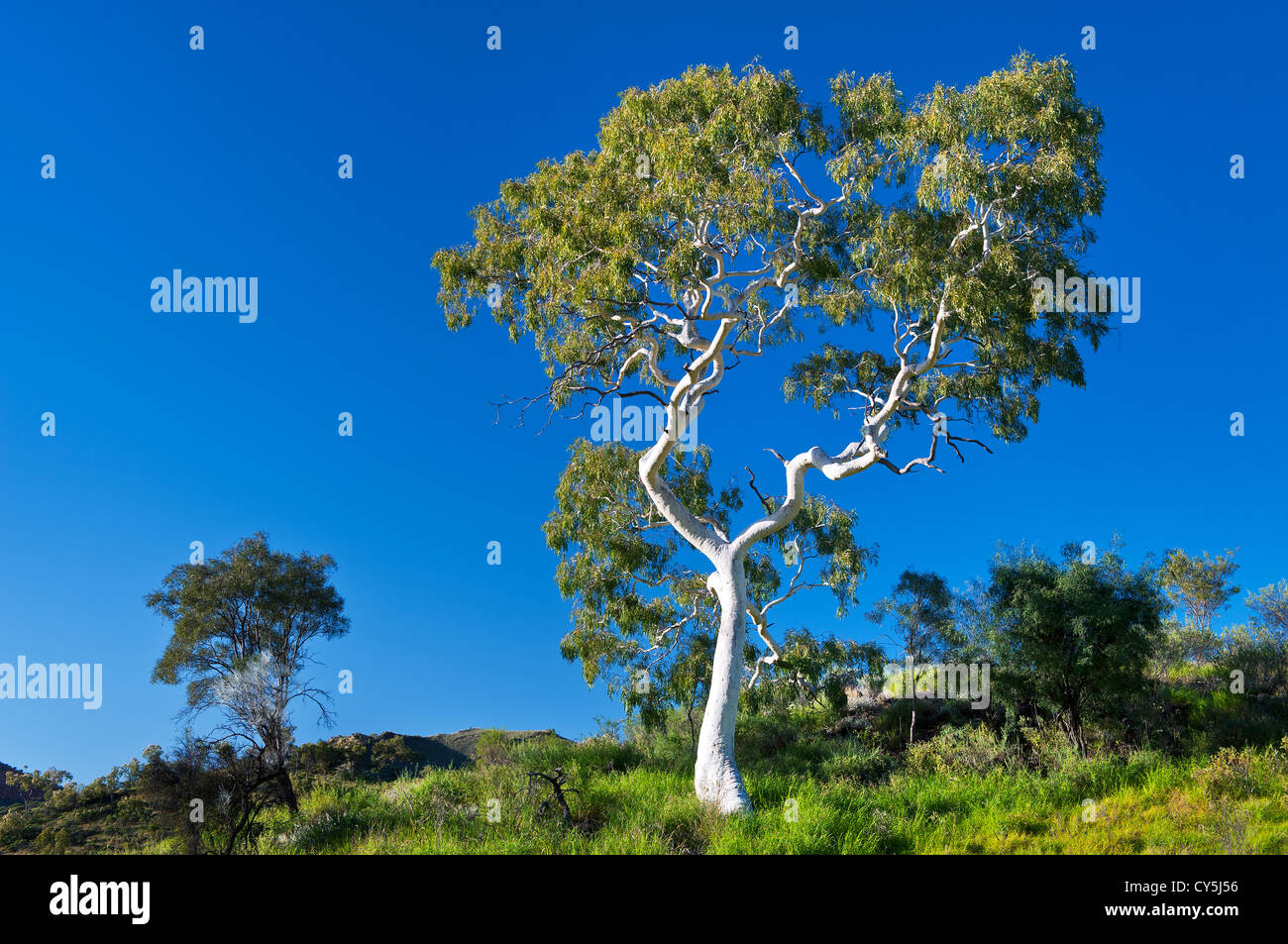 Old Ghost Gum in early morning light. Stock Photo