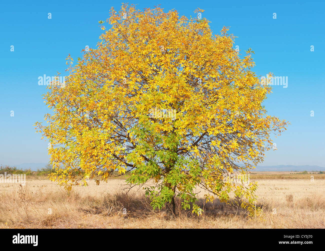 Autumn tree under crystal clear blue sky Stock Photo