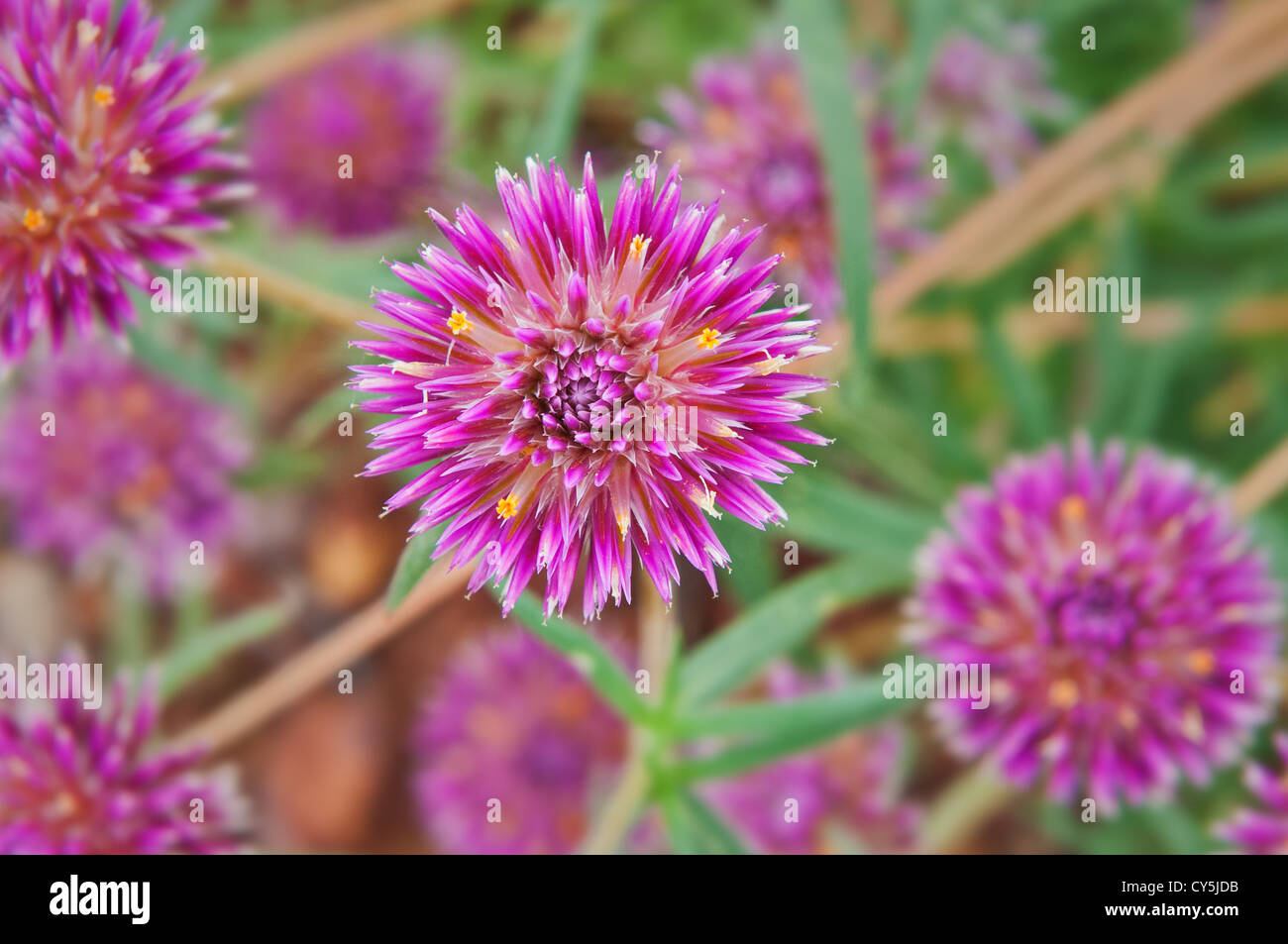 Colourful bunch of Pink Billy Buttons. Stock Photo