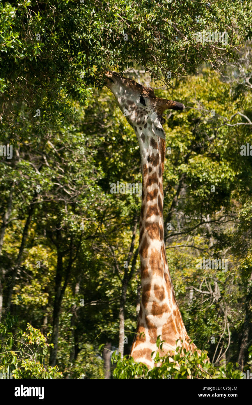 A Masai Giraffe (Giraffa camelopardalis tippelskirchi) reaching for leaves from a tree on the Masai Mara National Reserve, Kenya Stock Photo