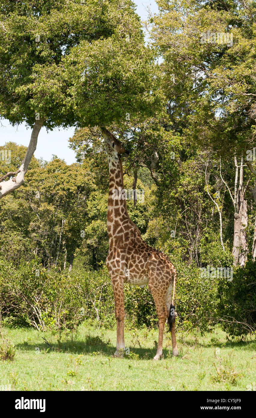 A Masai Giraffe (Giraffa camelopardalis tippelskirchi) reaching for leaves from a tree on the Masai Mara National Reserve, Kenya Stock Photo