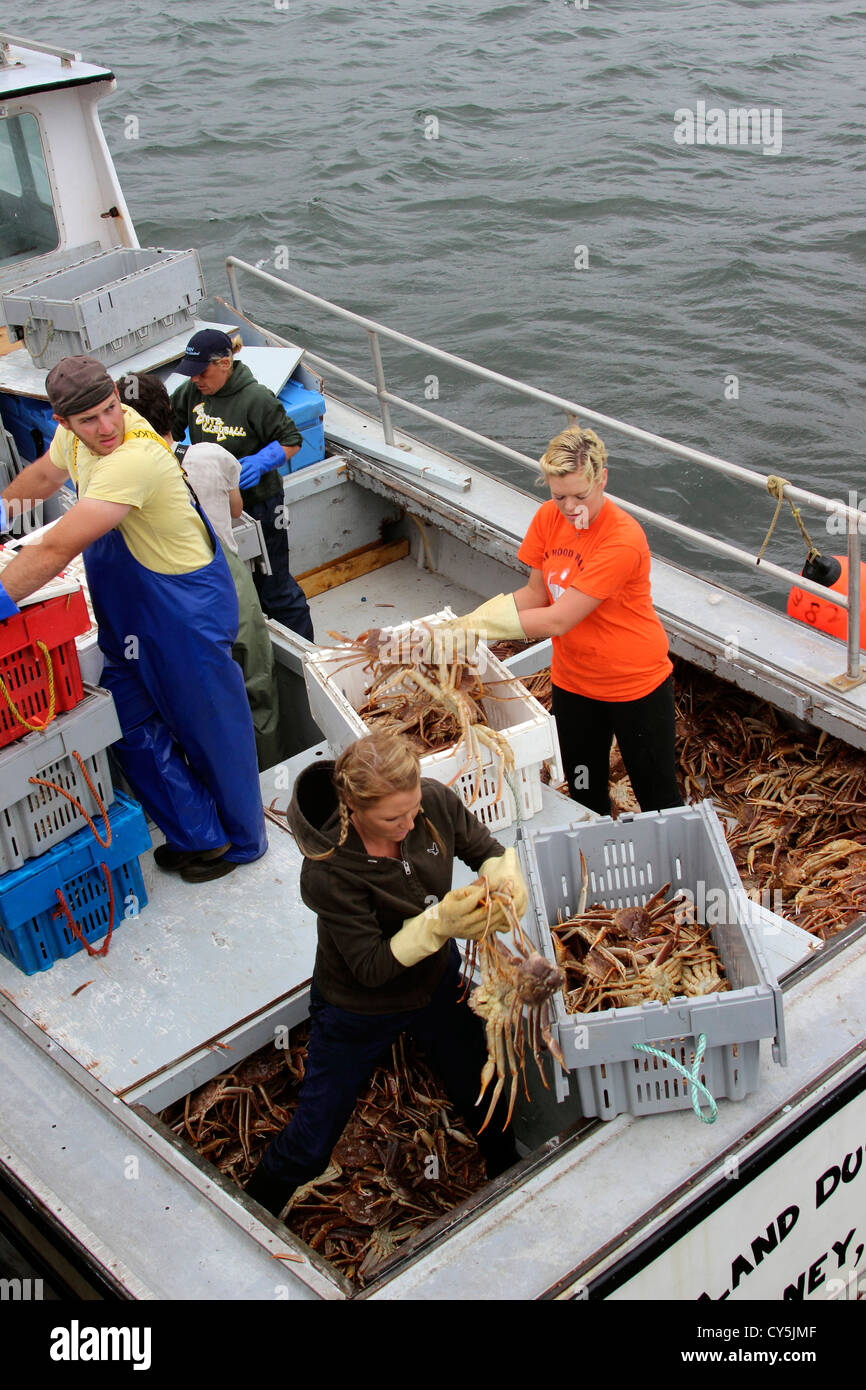 Canada Nova Scotia Cape Breton Cheticamp harbor fishing boats unload at dock fish fishermen snow crab snowcrab catch women Stock Photo