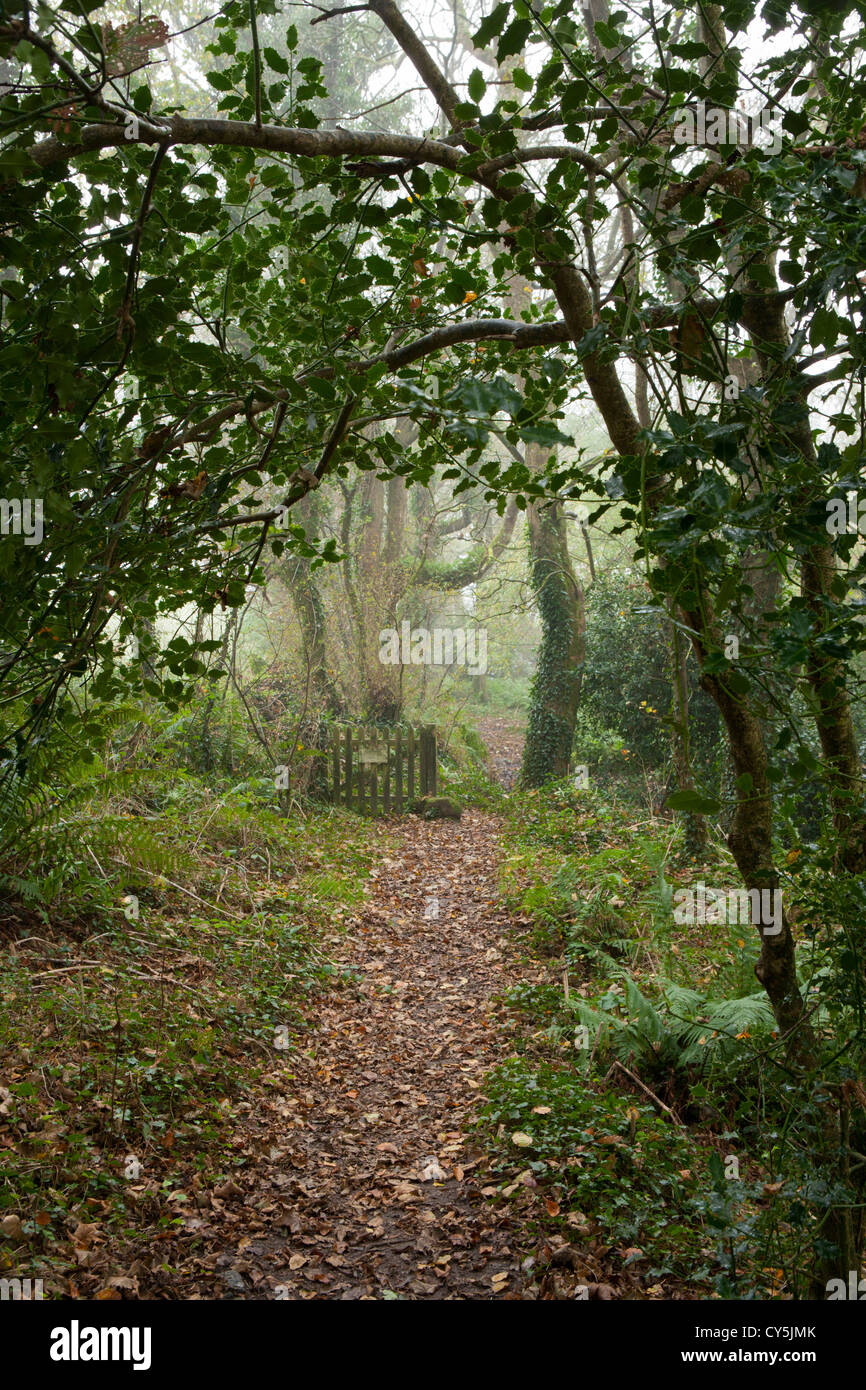 Cornish woodland in the Autumn Stock Photo Alamy
