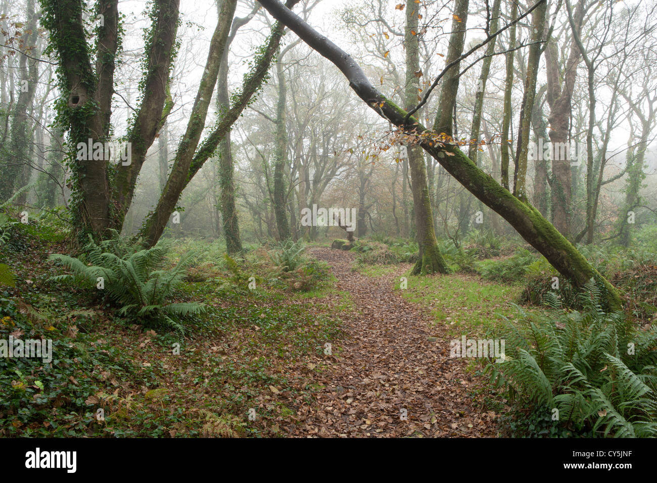 Cornish woodland in the Autumn Stock Photo Alamy