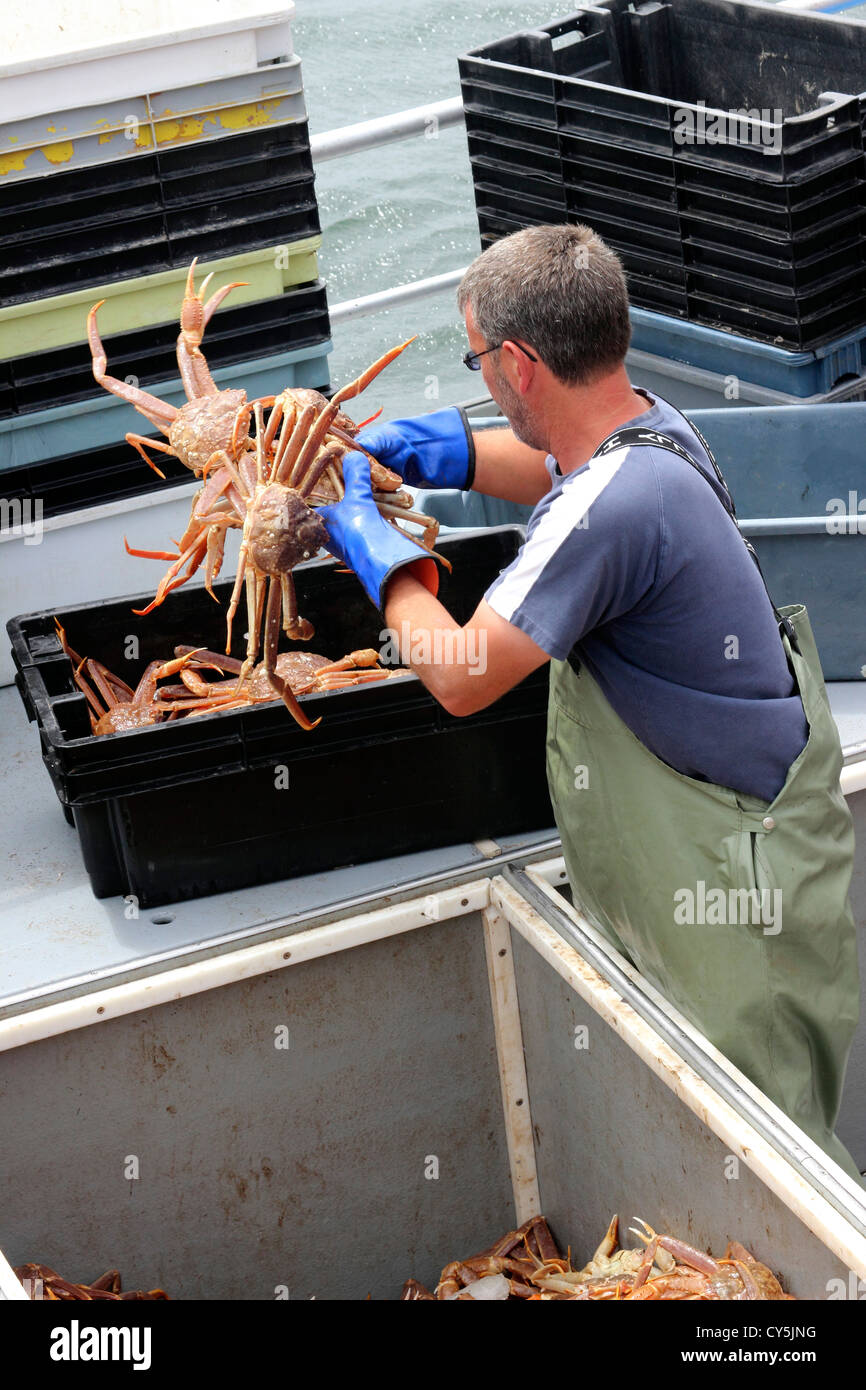 Snow crab hires stock photography and images Alamy
