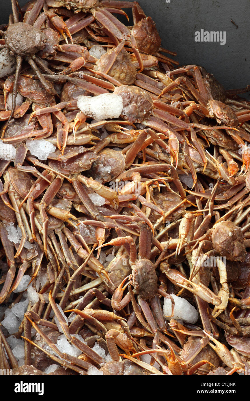 Snow crab hires stock photography and images Alamy