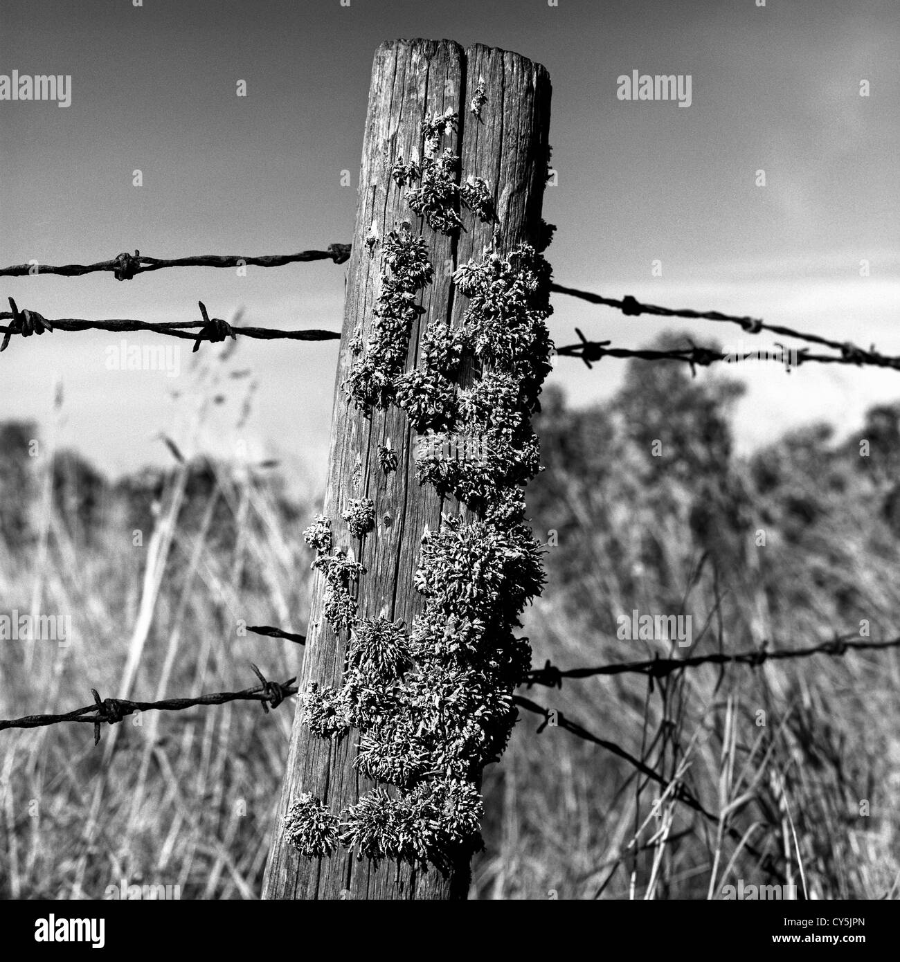 Fence Post, Kearney Point, Co Down, Northern Ireland Stock Photo Alamy