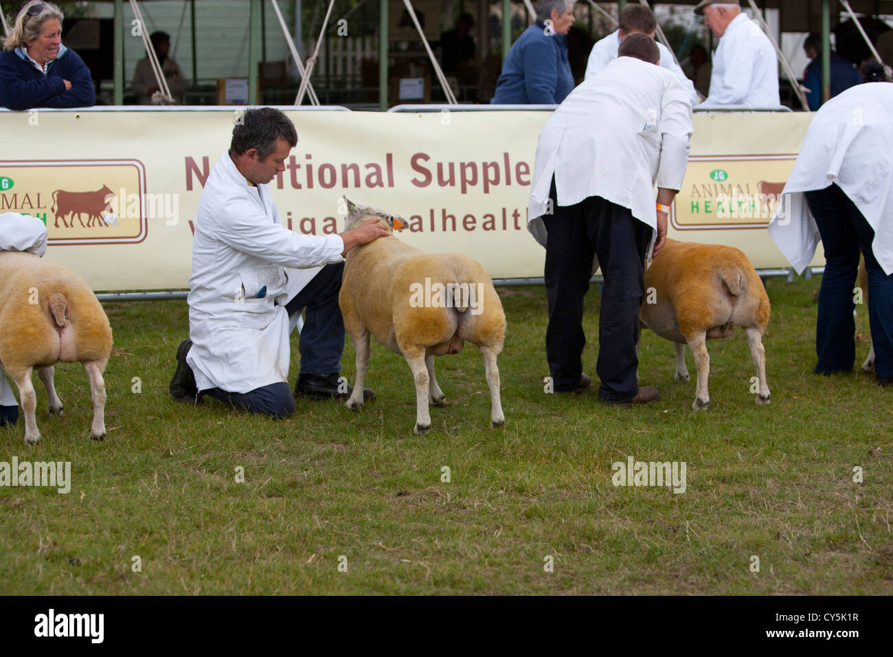 Beltex sheep showing class uk . Stock Photo