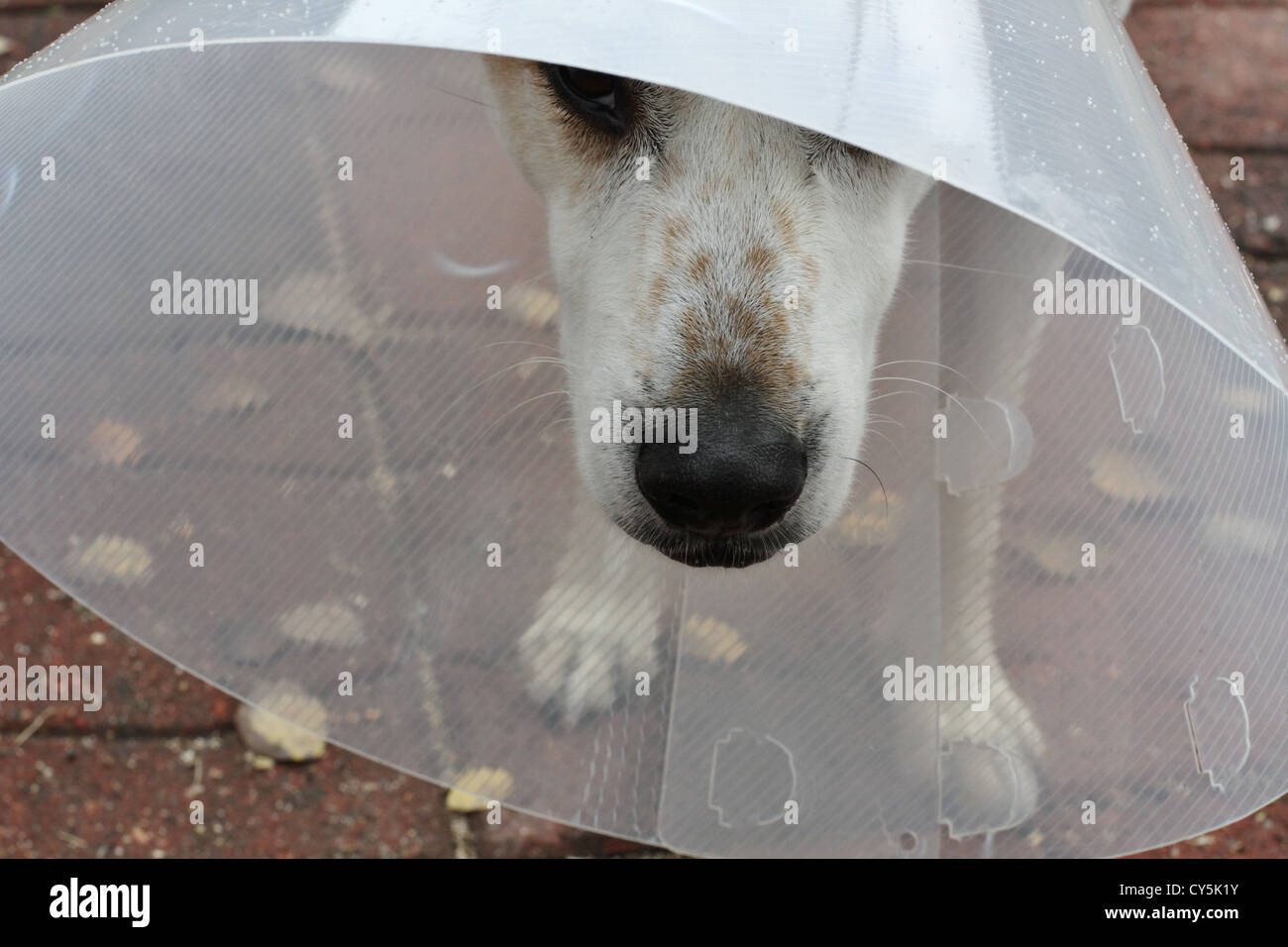 A dog wearing a cone Stock Photo Alamy