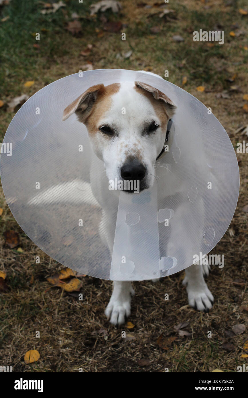 A dog wearing a cone Stock Photo Alamy