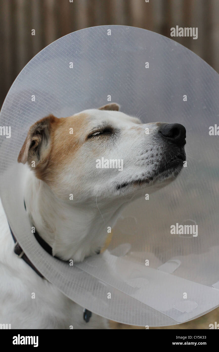 A dog wearing a cone Stock Photo Alamy