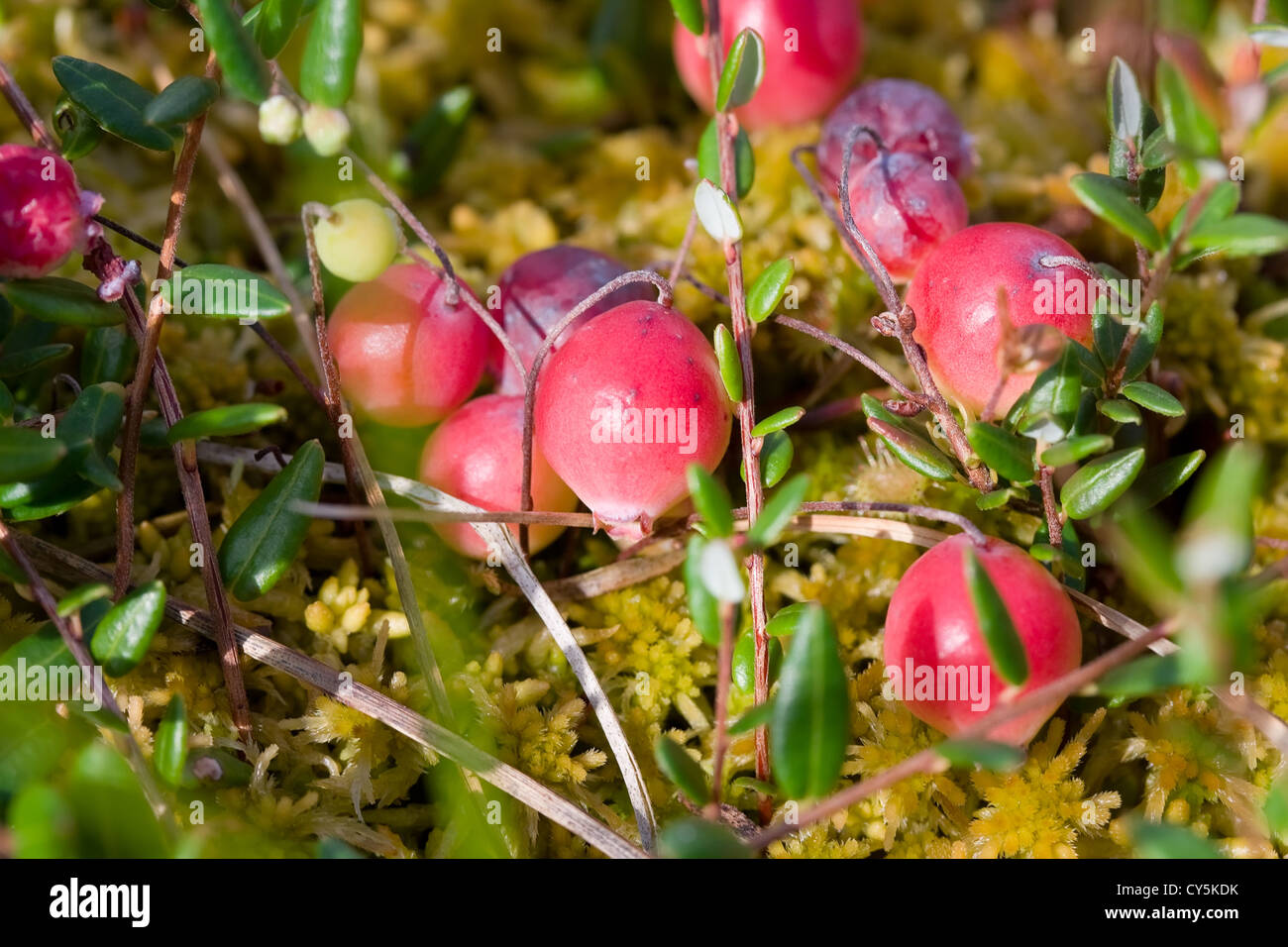 Cranberries growing hires stock photography and images Alamy