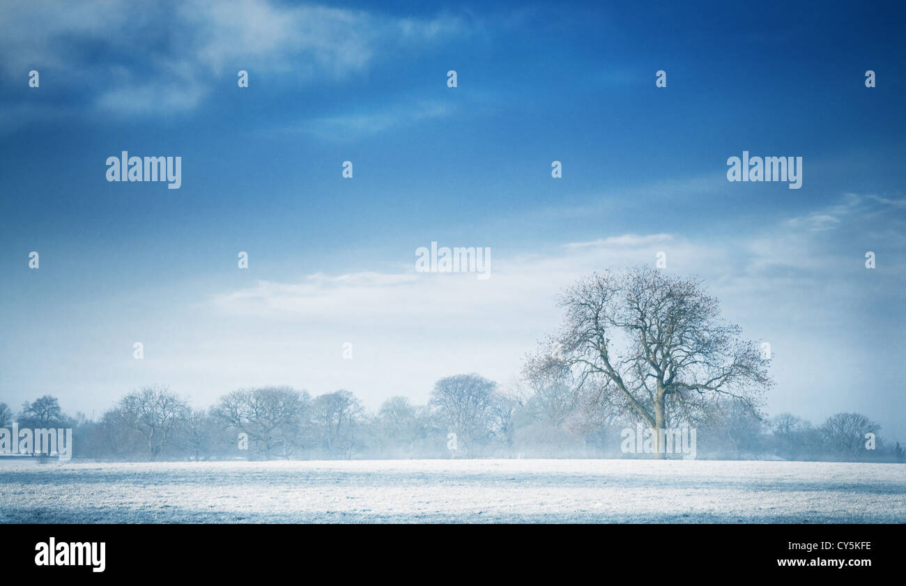 Landscape view of a blue cold winter morning with a tree as a focal point. This landscape is shot at Cheshire near Macclesfield. Stock Photo