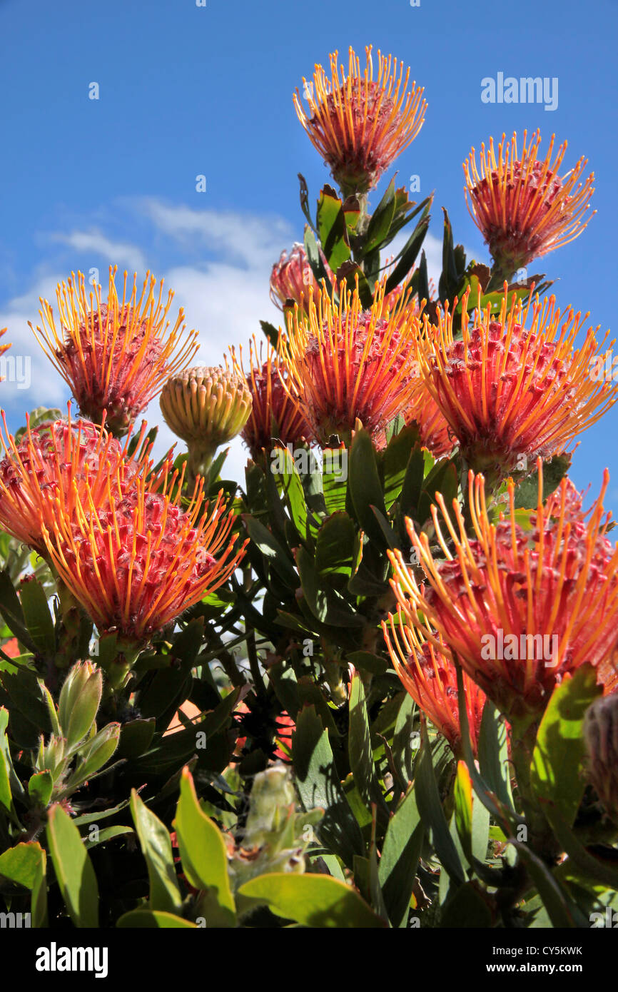Flowers of Leucospermum cordifolium in Christchurch, Canterbury, South Island, New Zealand Stock