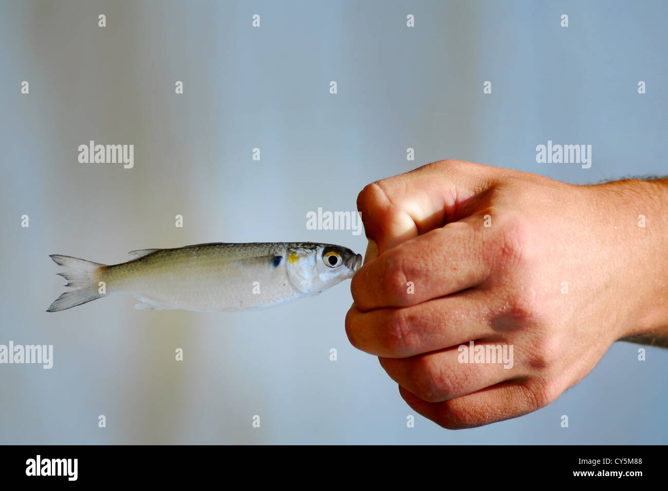 Holding minnow hi-res stock photography and images - Alamy