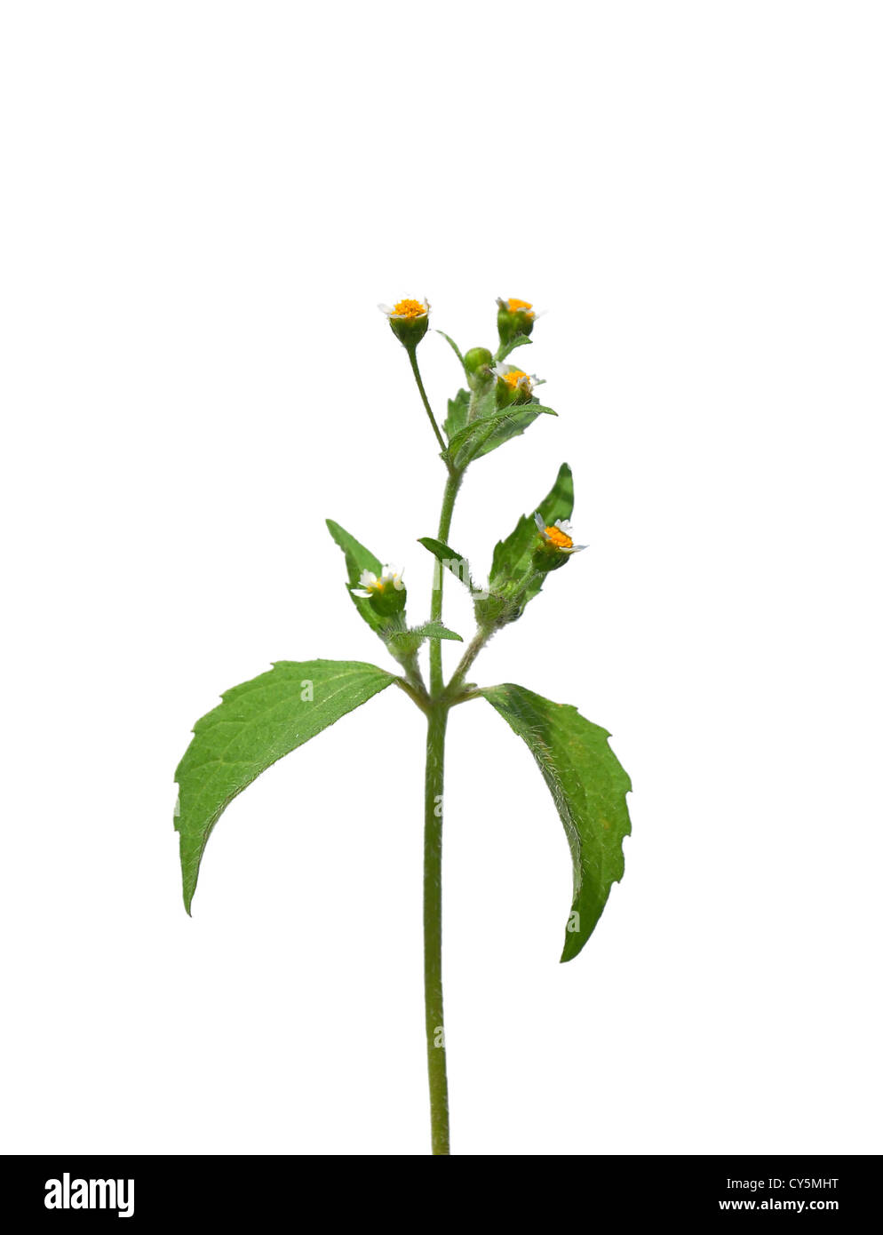 Shaggy soldier (Galinsoga ciliata) Stock Photo
