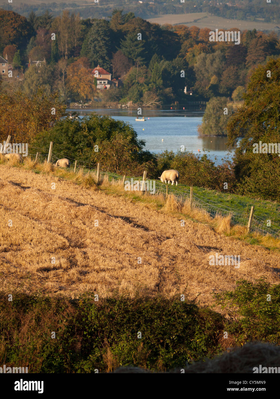 Sheep overlooking a loch in Scotland. Stock Photo