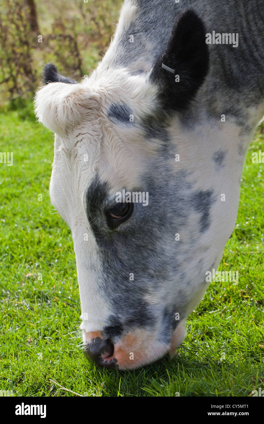 Belgian Blue Cow (Bos taurus). Grazing. Stock Photo