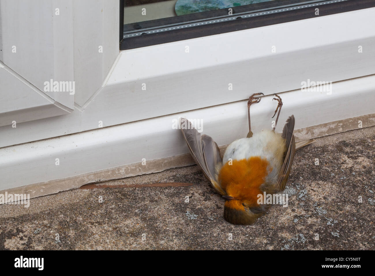 Robin (Erithacus rubecula). Glass window casualty. Bird flew into window thinking it could get through to the other side. Stock Photo