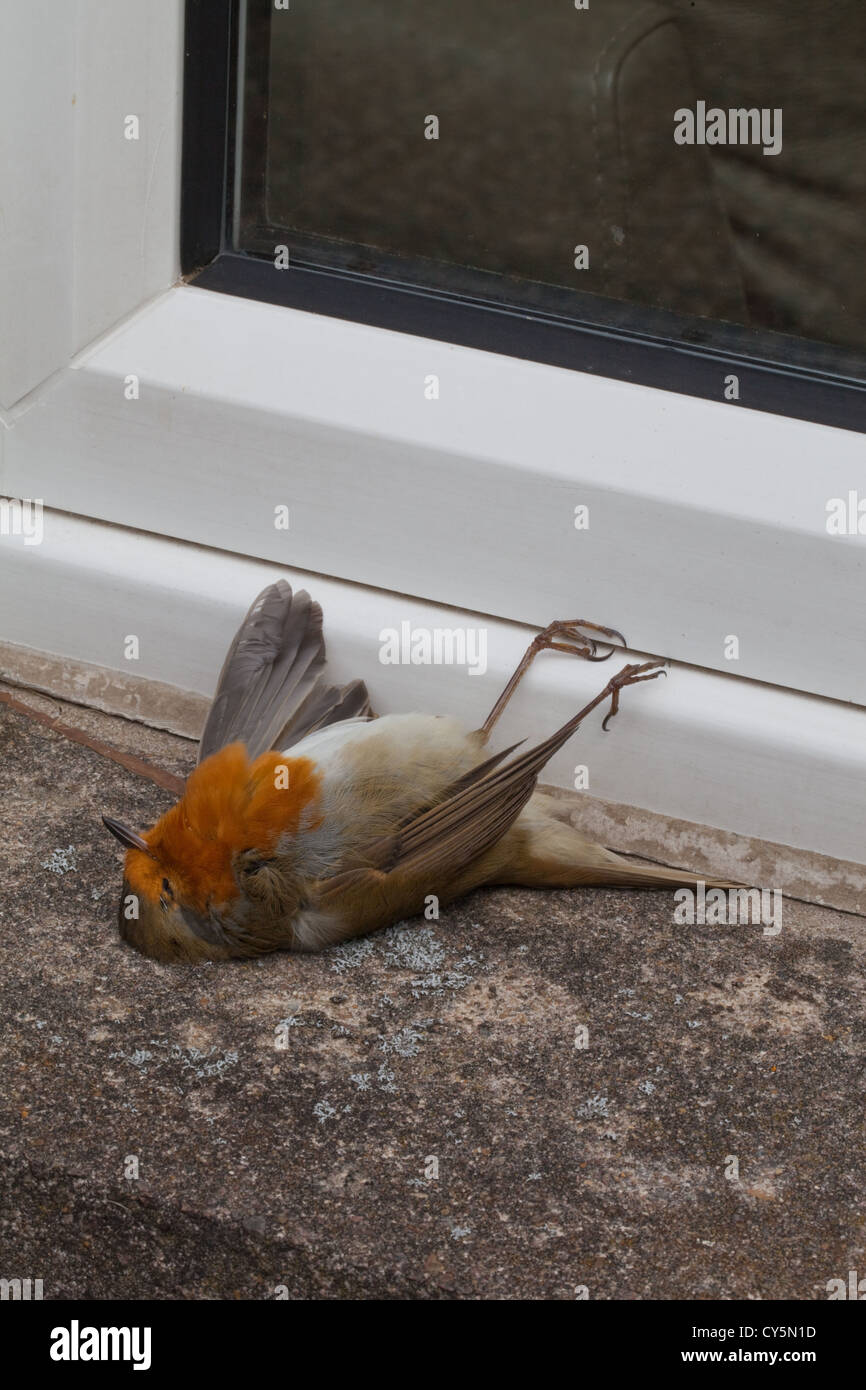 Robin (Erithacus rubecula). Glass window casualty. Bird flew into window thinking it could get through to the other side. Stock Photo