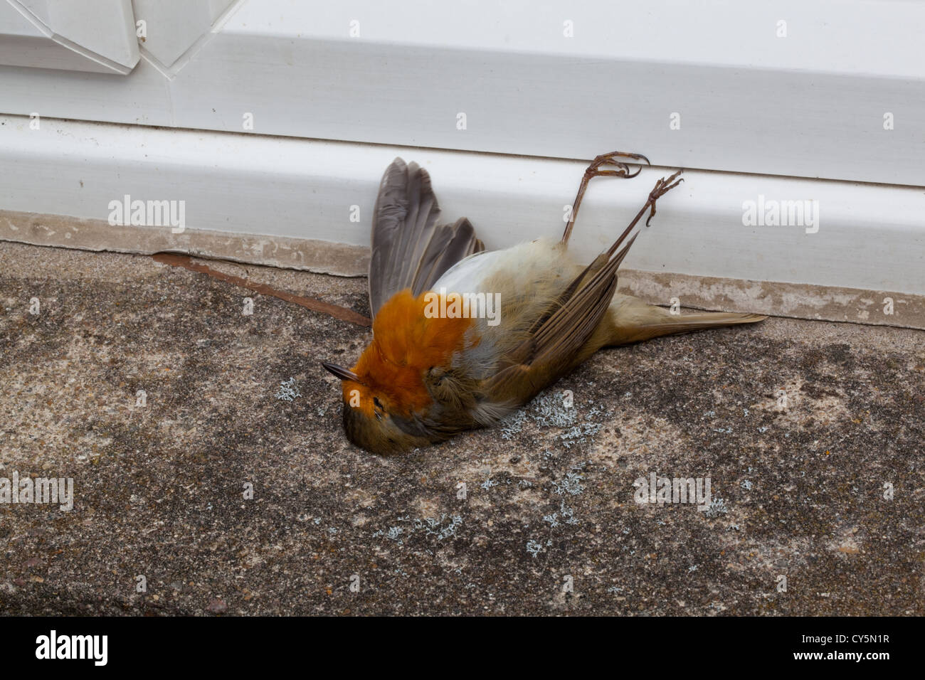 Robin (Erithacus rubecula). Glass window casualty. Bird flew into window thinking it could get through to the other side. Stock Photo