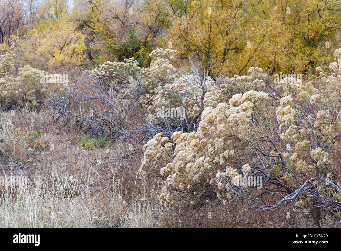 rabbitbrush, dry grass and cottonwood along Cache la Poudre River in Fort Collins, Colorado, late fall scenery Stock Photo