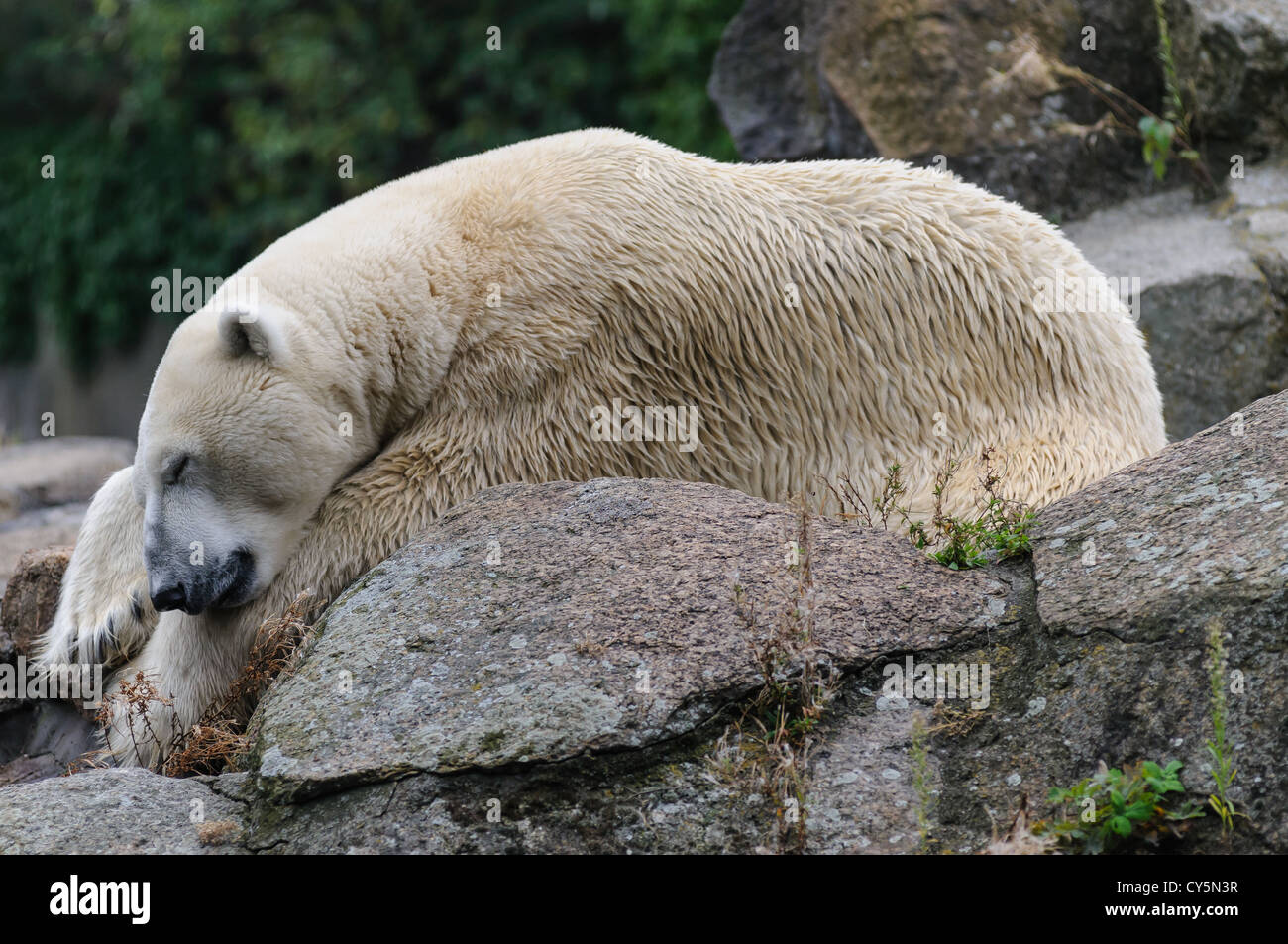 Knut, Polar Bear, Berlin Zoo, Berlin, Germany Europe Stock Photo - Alamy