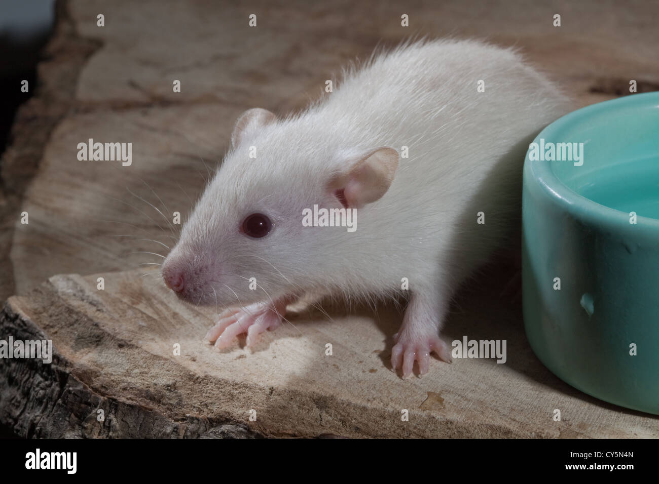 Young Albino White Rat Rattus norvegicus. Stock Photo