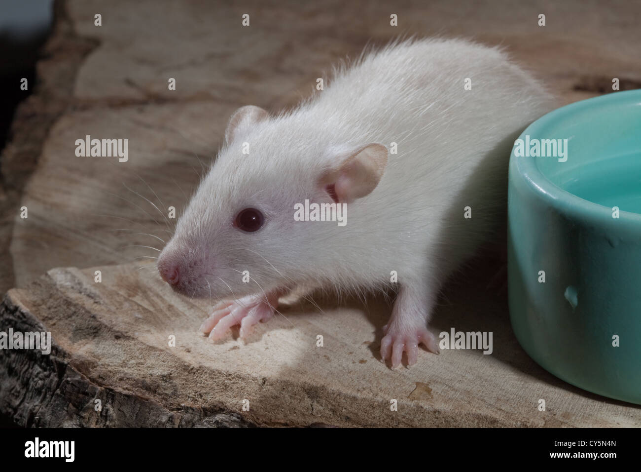 Albino white domesticated rats rattus hires stock photography and