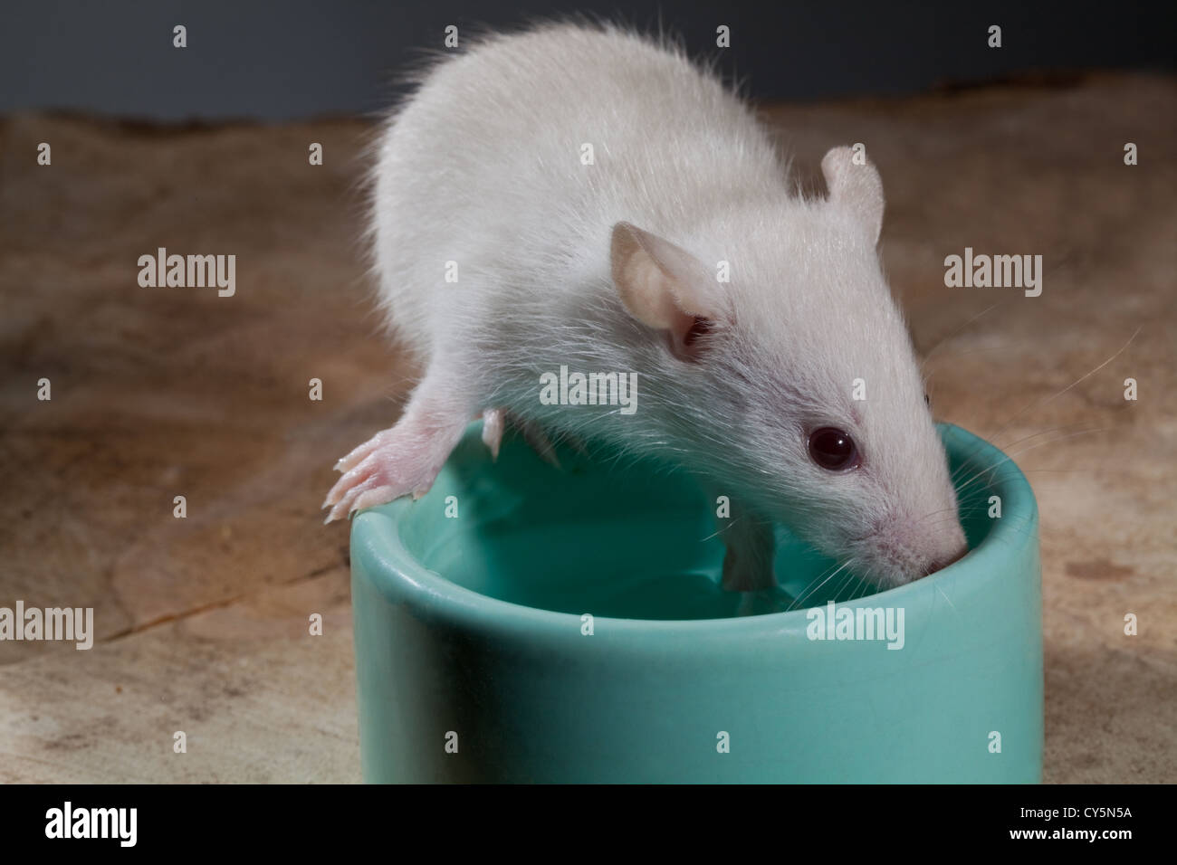 Young Albino White Rat Rattus norvegicus. Drinking from a water bowl. Stock Photo