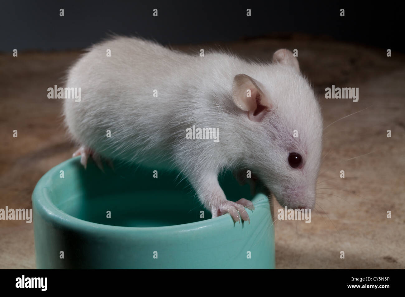 Young White or Albino Rat (Rattus norvegicus). Pet looking over a water bowl. Stock Photo