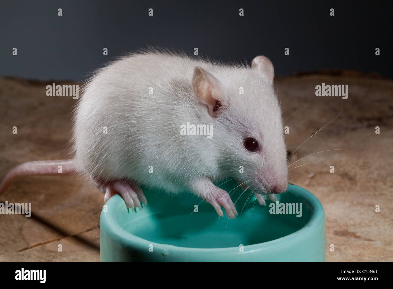 Young White or Albino Rat (Rattus norvegicus). Pet, balancing on the edge of a water bowl. Stock Photo