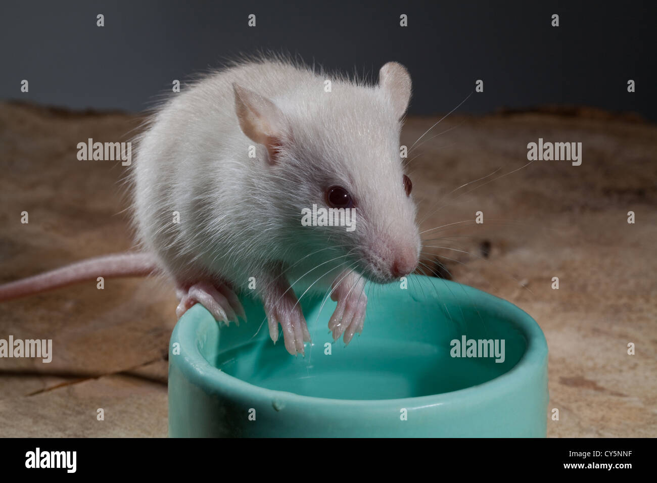 Young White or Albino Rat (Rattus norvegicus). Pet, sitting on the rim of a water bowl, using tail as a counterbalance. Stock Photo
