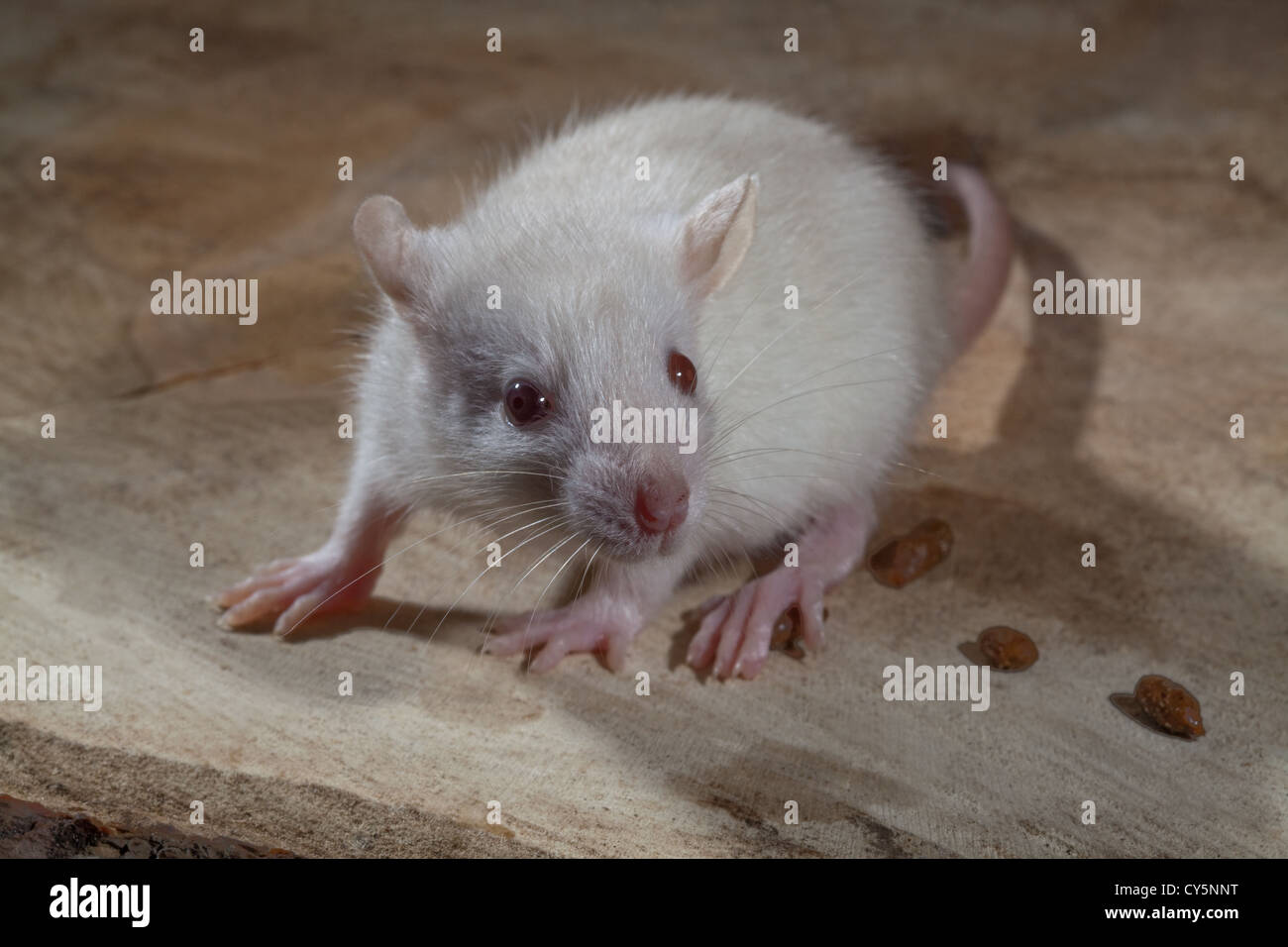 Young White or Albino Rat (Rattus norvegicus). Droppings or faecal pellets alongside. Stock Photo