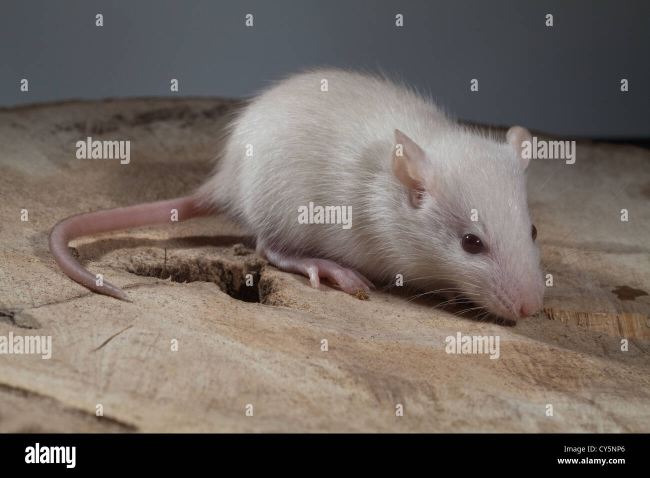 Young Albino White Rat Rattus norvegicus. Stock Photo