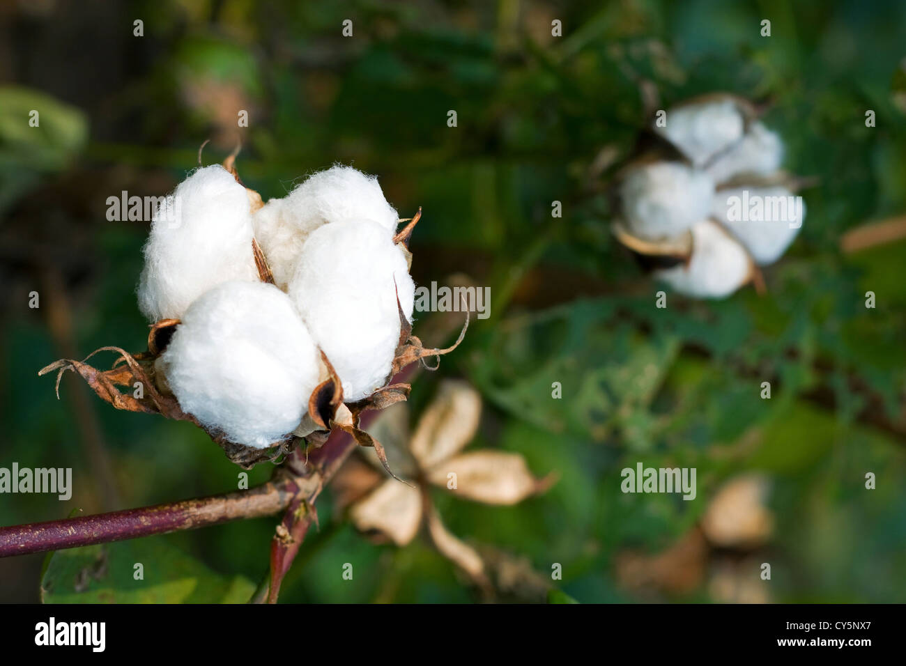 Cotton boll field background Stock Photo - Alamy