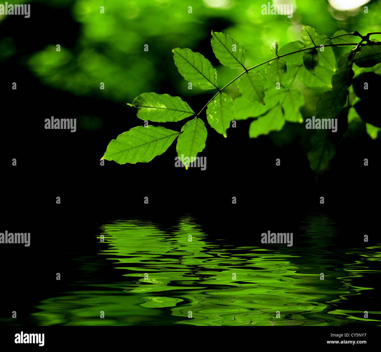 Green leaves reflection Stock Photo Alamy