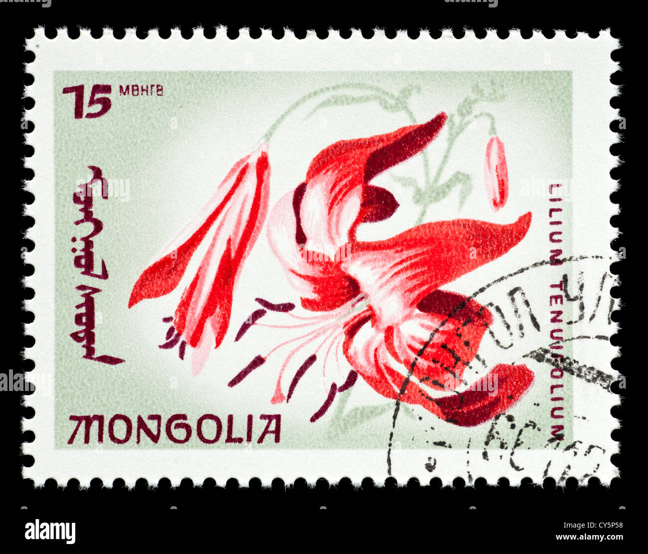Postage stamp from Mongolia depicting a turk's cap lily (Lilium tenuifolium) Stock Photo