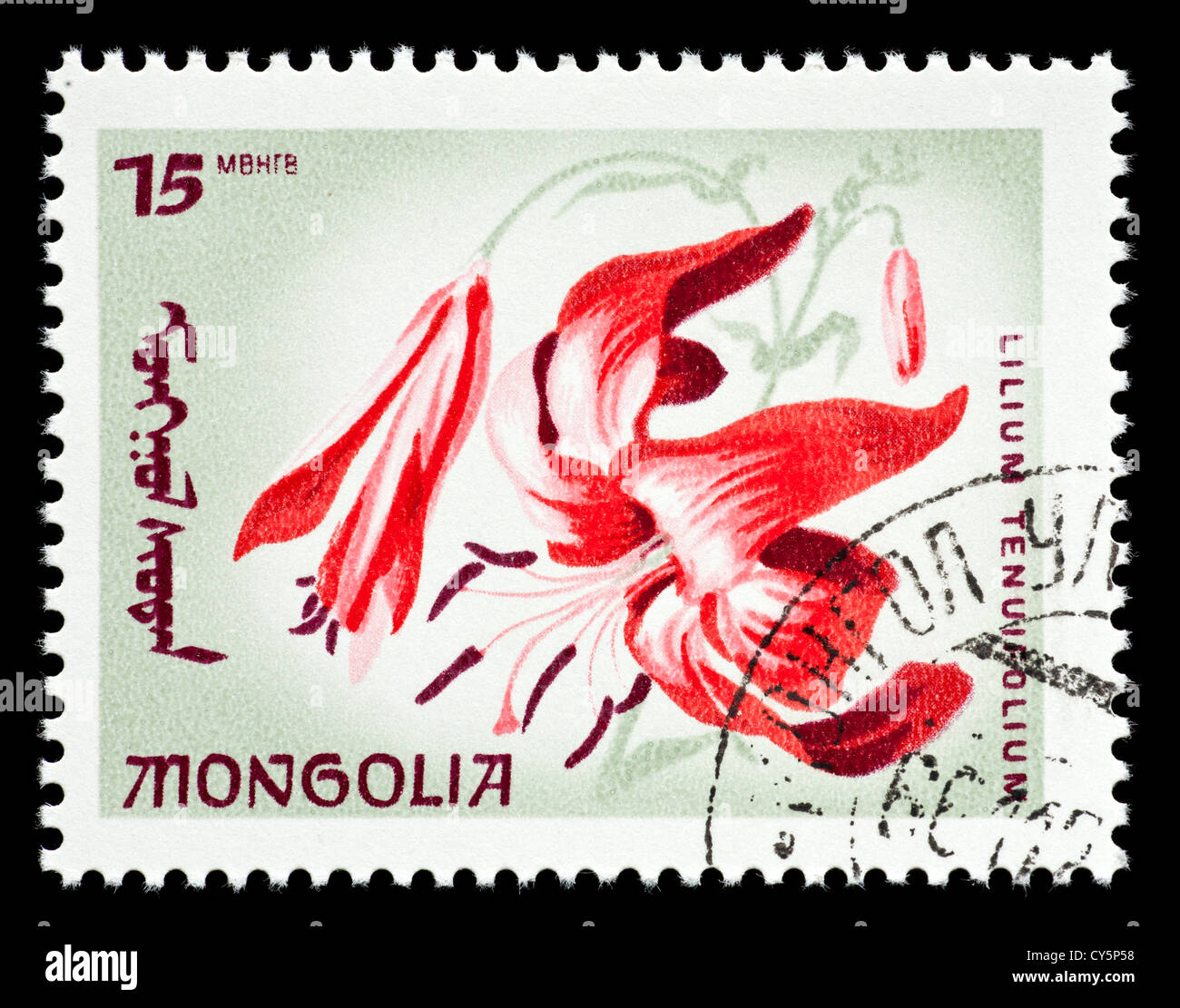 Postage stamp from Mongolia depicting a turk's cap lily (Lilium ...