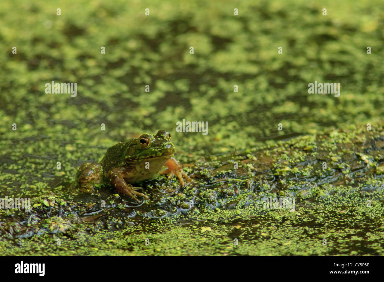 Northern Green Frog (Rana clamitans) on log in algae covered pond. Stock Photo
