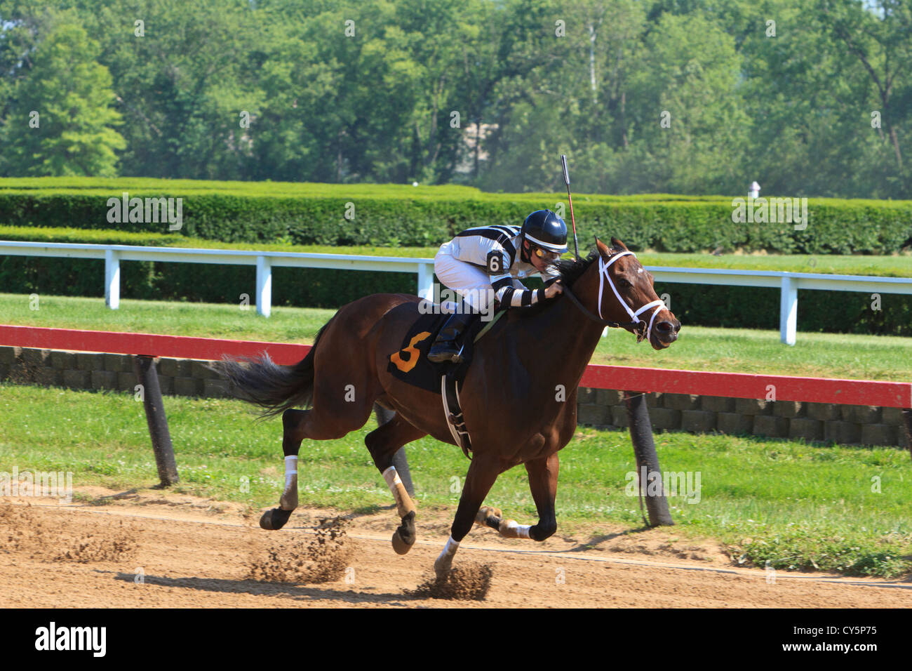 Jockey on thoroughbred horse during race Stock Photo Alamy