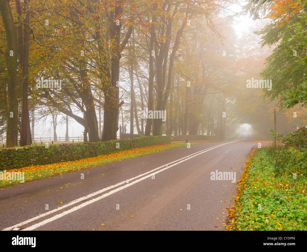 A foggy country road with beech trees displaying autumn colour Stock ...