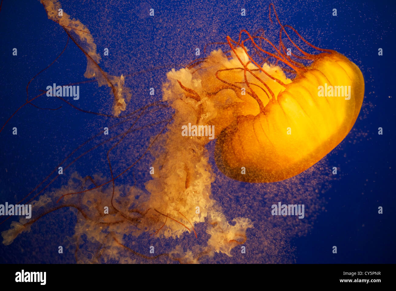 Pacific Sea Nettle or West Coast Sea Nettle Jellyfish, Chrysaora fuscescens Stock Photo