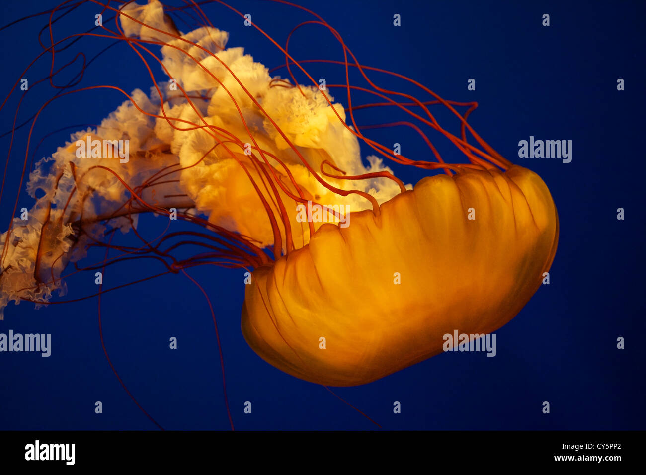 Pacific Sea Nettle or West Coast Sea Nettle Jellyfish, Chrysaora fuscescens Stock Photo