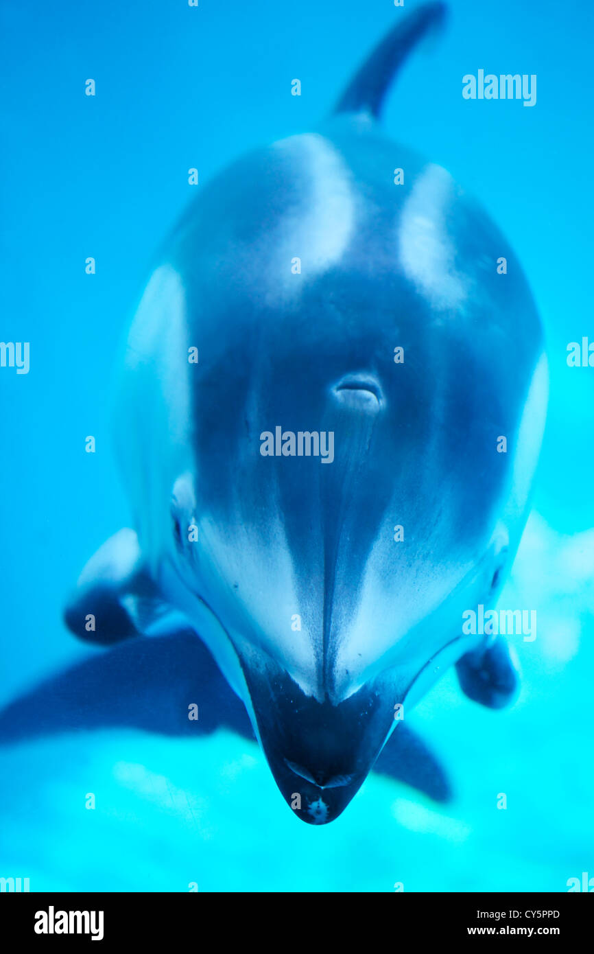 Pacific white-sided dolphin at the Vancouver Aquarium, Vancouver, BC Stock Photo